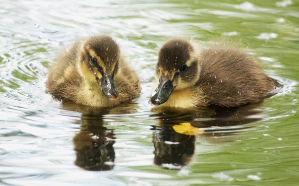 Animal duck HD Desktop Wallpaper | Background Image