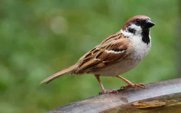 Animal sparrow HD Desktop Wallpaper | Background Image