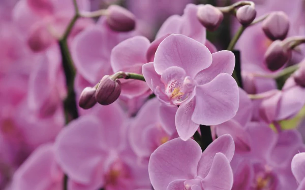 nature orchid HD Desktop Wallpaper | Background Image