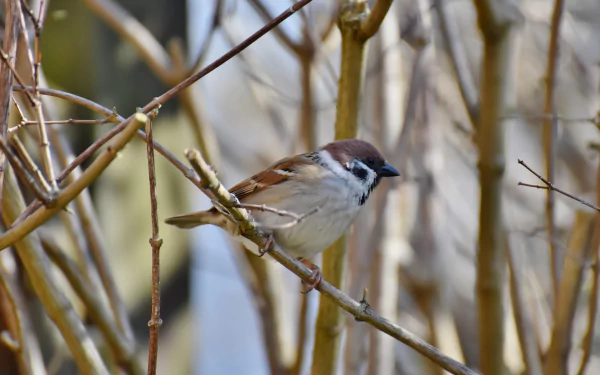 Animal sparrow HD Desktop Wallpaper | Background Image