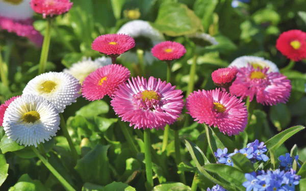 nature daisy HD Desktop Wallpaper | Background Image