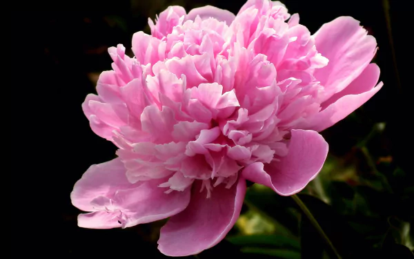 nature peony HD Desktop Wallpaper | Background Image