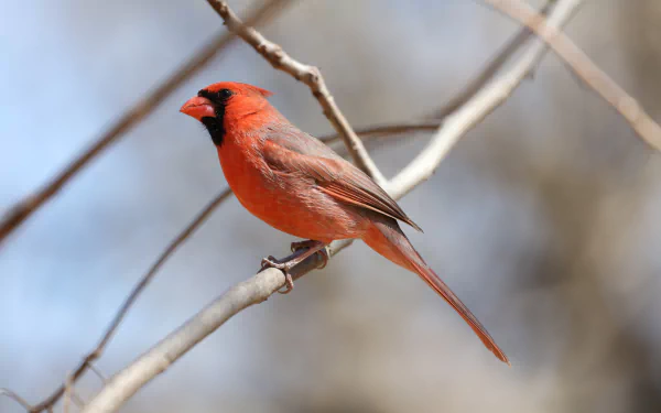 Animal cardinal HD Desktop Wallpaper | Background Image