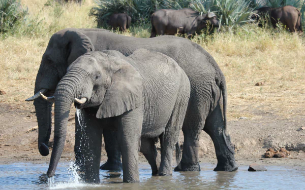 Animal elephant HD Desktop Wallpaper | Background Image