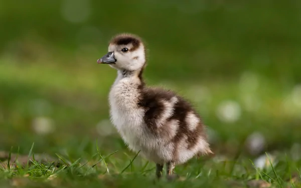 Animal goose HD Desktop Wallpaper | Background Image