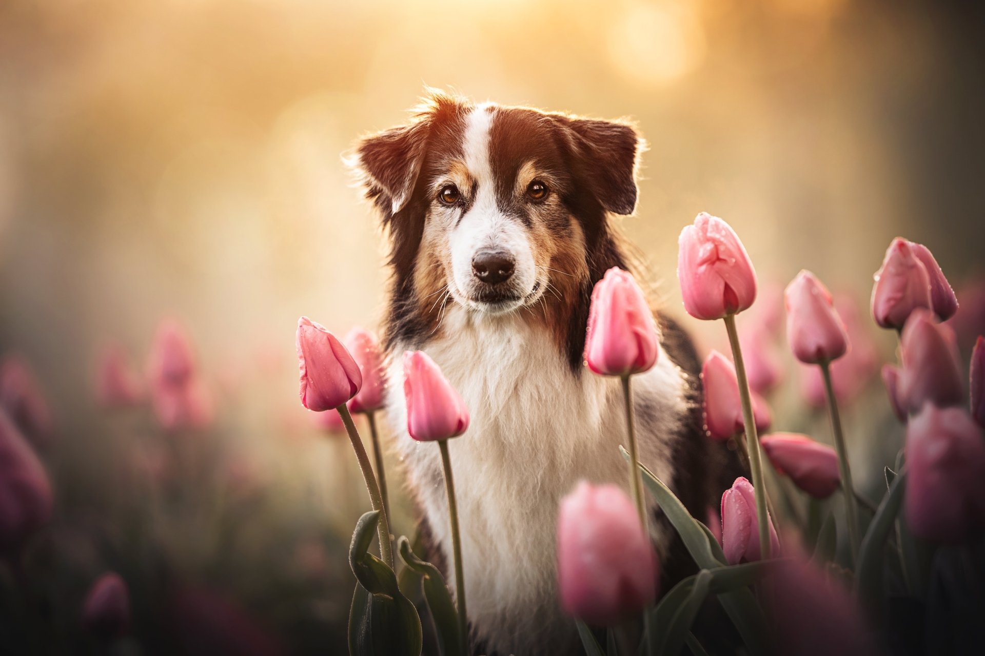 Download Animal Australian Shepherd 4k Ultra HD Wallpaper