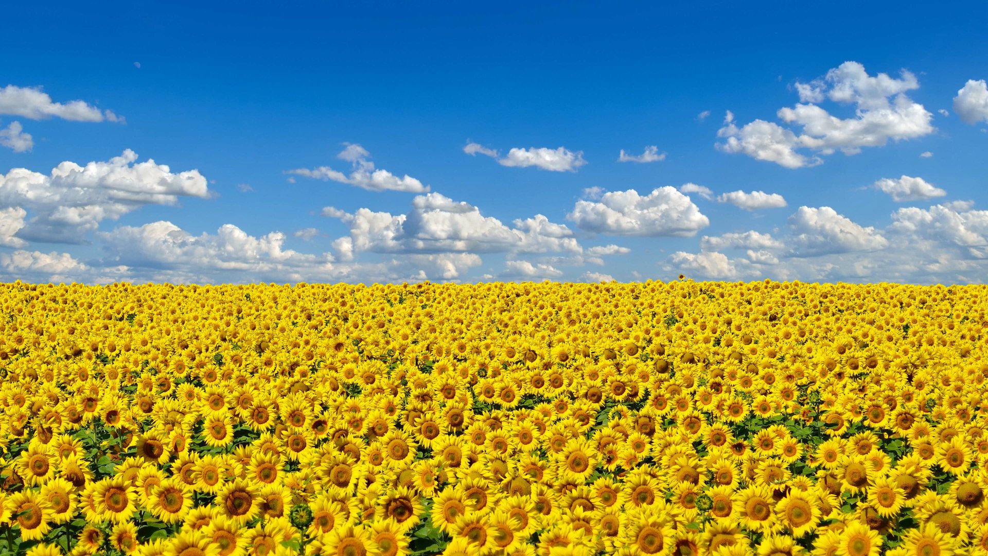 A vibrant 4K Ultra HD desktop wallpaper featuring a vast sunflower field under a bright blue sky with scattered white clouds.
