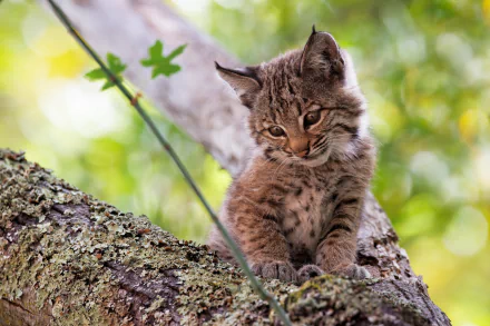cub Animal lynx HD Desktop Wallpaper | Background Image