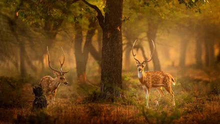 4K Ultra HD PC desktop wallpaper of two chital deer in a golden forest glade, spotted coats and antlers lit by soft morning light with trees and mist in the background.