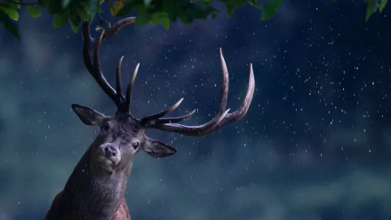 Animal deer HD Desktop Wallpaper | Background Image