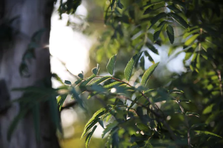 leaf photography nature HD Desktop Wallpaper | Background Image