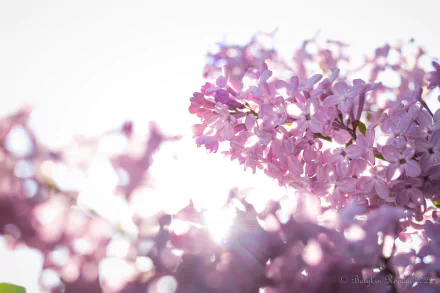nature lilac HD Desktop Wallpaper | Background Image