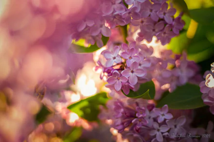 nature lilac HD Desktop Wallpaper | Background Image