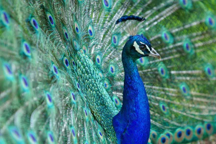 Vibrant peacock with fanned iridescent blue and green tail feathers, HD PC desktop wallpaper background
