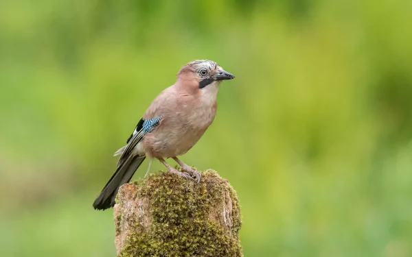 Animal Eurasian Jay HD Desktop Wallpaper | Background Image