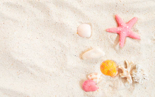 sand nature shell HD Desktop Wallpaper | Background Image