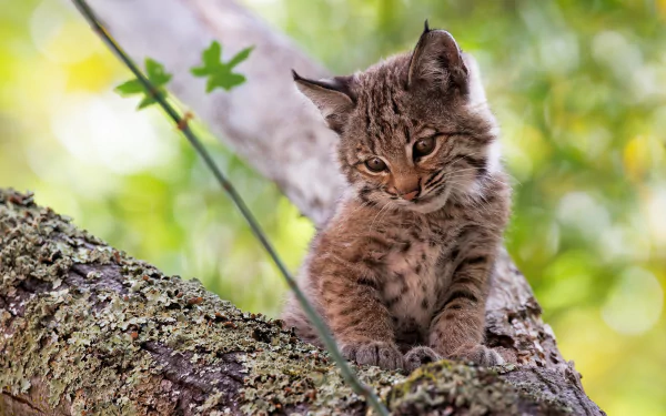 HD PC desktop wallpaper/background: a lynx cub (animal) perched on a mossy tree branch, looking down amid a soft-focus green forest.