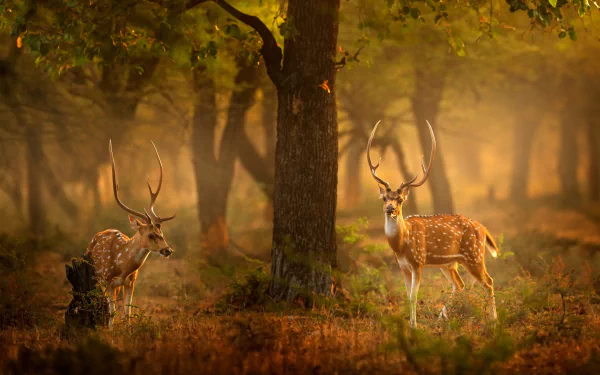 4K Ultra HD PC desktop wallpaper of two chital deer in a golden forest glade, spotted coats and antlers lit by soft morning light with trees and mist in the background.