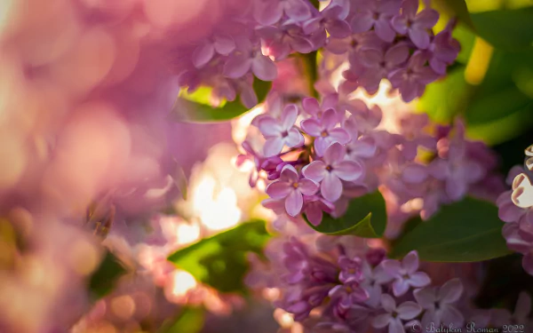 nature lilac HD Desktop Wallpaper | Background Image