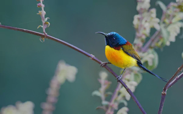 Green-tailed Sunbird Animal sunbird HD Desktop Wallpaper | Background Image