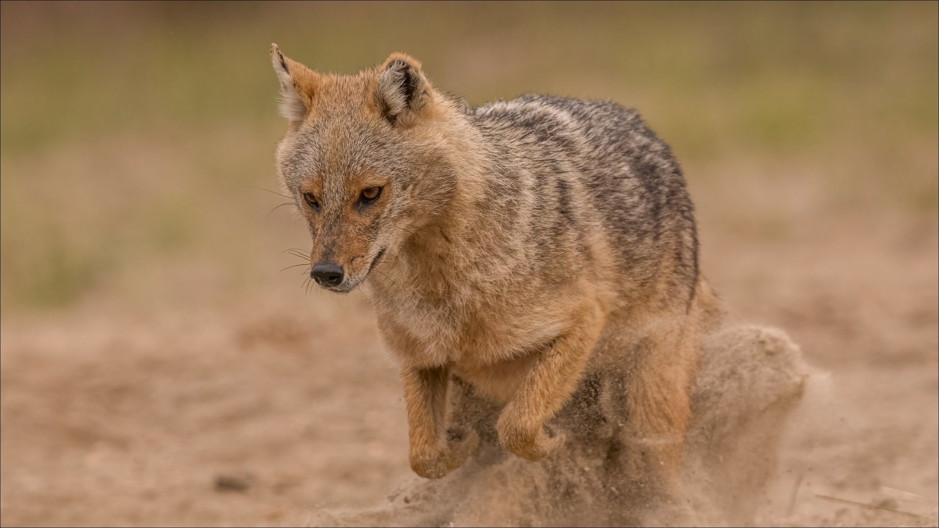 Download Animal Jackal HD Wallpaper