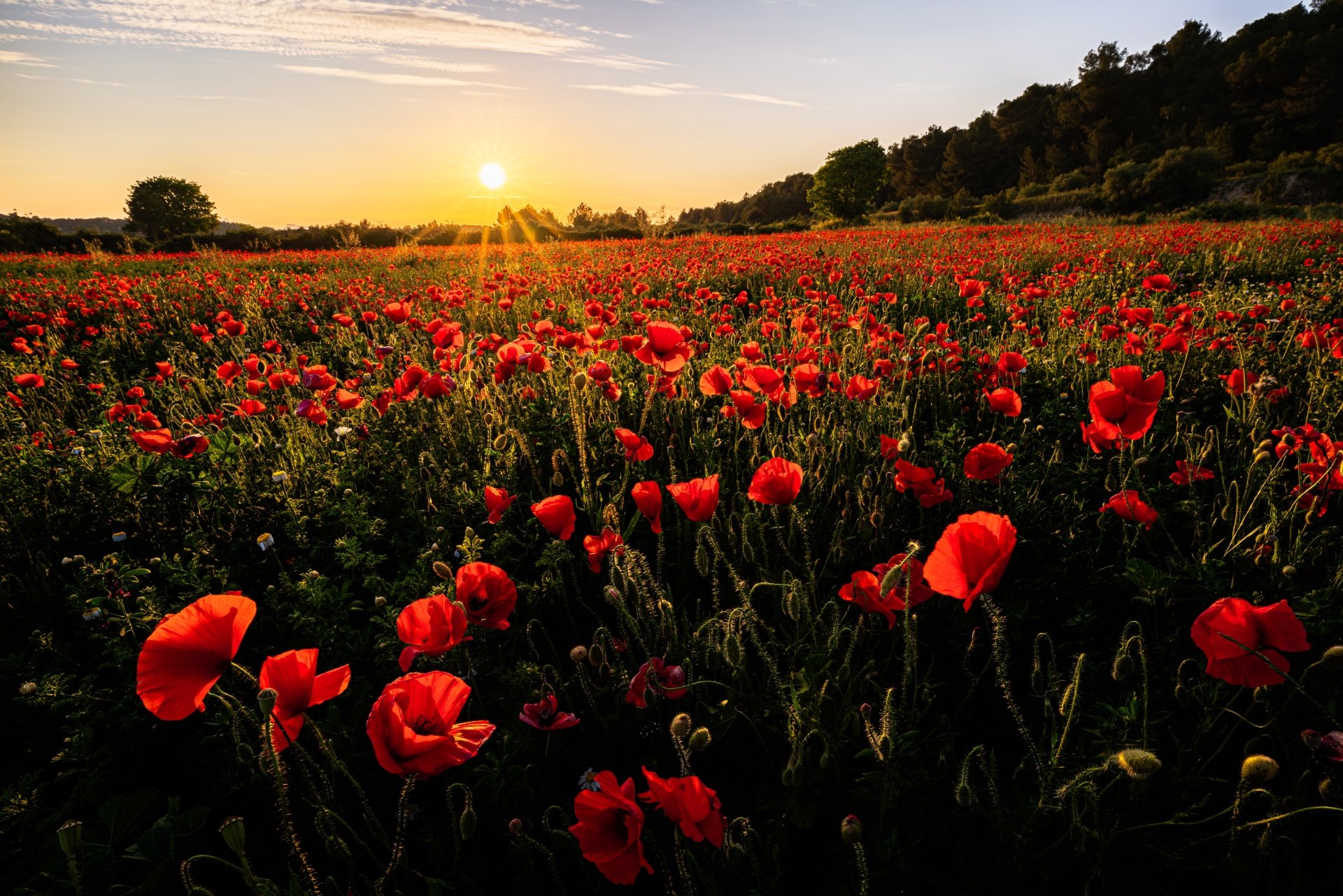 A vibrant field of red poppies bathed in warm summer sunlight during sunset, captured in stunning 8K Ultra HD for PC desktop wallpaper and background.