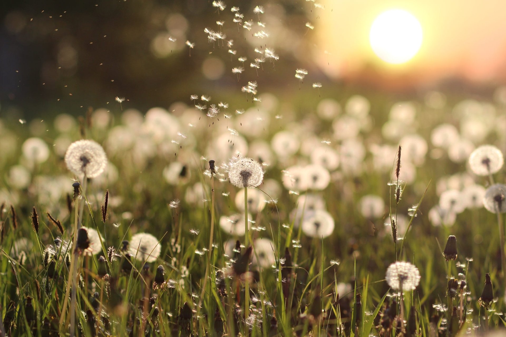 Download Nature Dandelion HD Wallpaper
