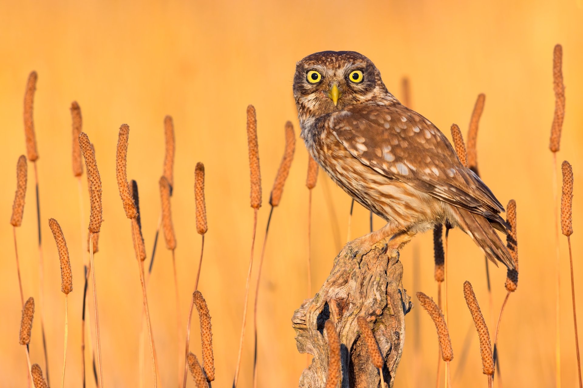 Download Animal Owl 4k Ultra HD Wallpaper