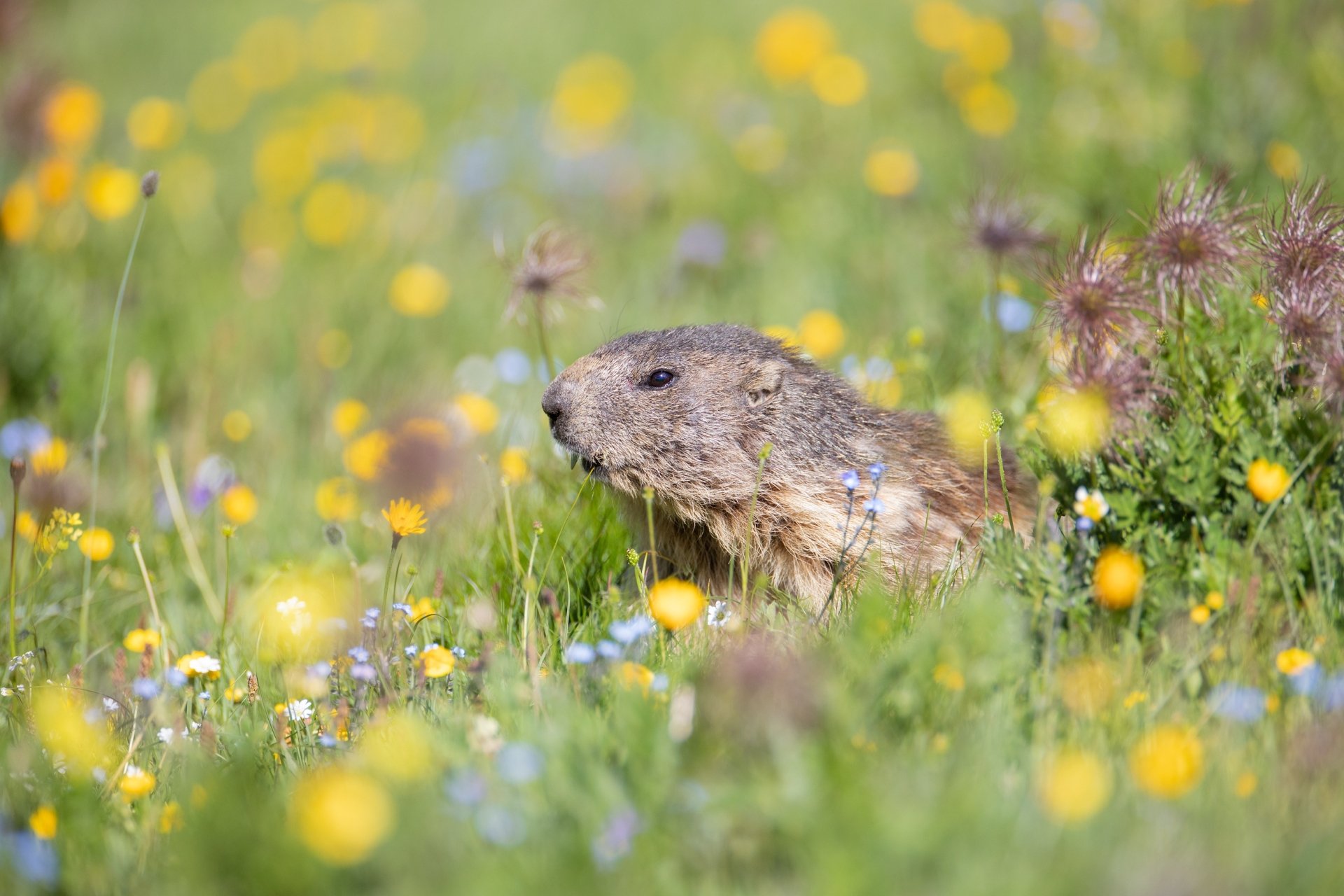 Gorgeous Gopher HD Landscape