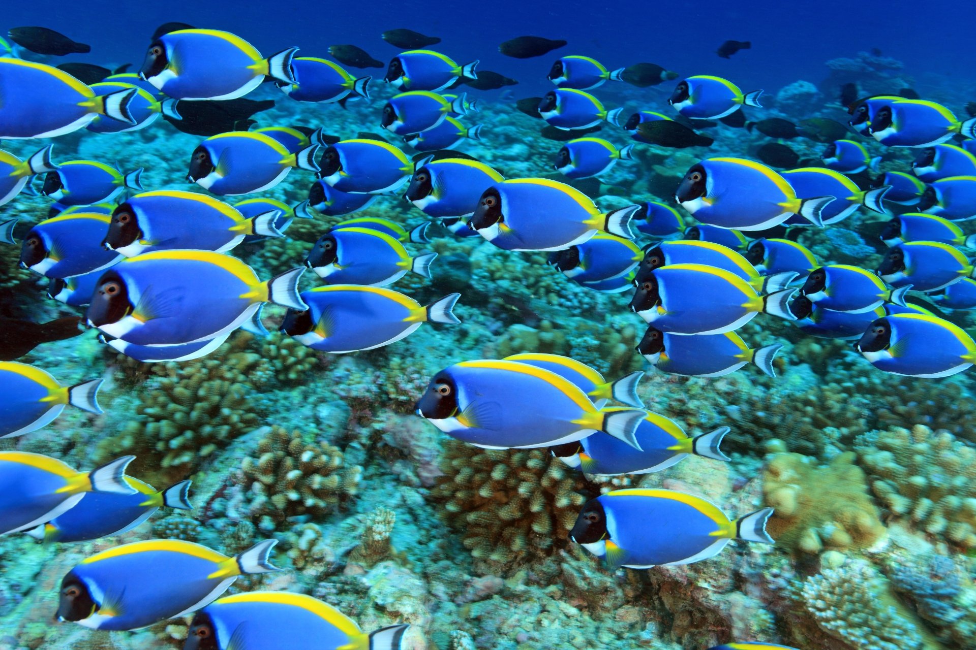 5K Ultra HD PC desktop wallpaper: vibrant school of blue tang fish (animal) swimming over a coral reef with a deep turquoise sea background.