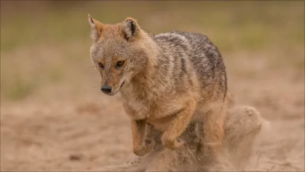 HD desktop wallpaper featuring a close-up of a jackal walking on sandy ground with a blurred natural background.