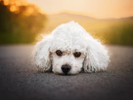 Animal poodle HD Desktop Wallpaper | Background Image