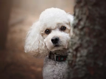 Animal poodle HD Desktop Wallpaper | Background Image
