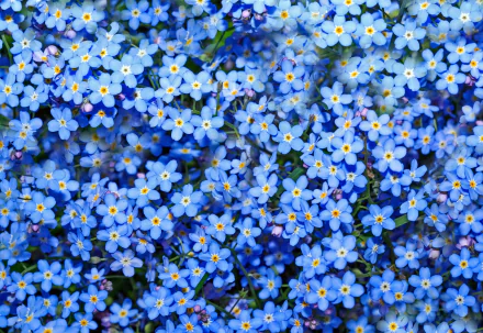 HD desktop wallpaper featuring a vibrant close-up of blue forget-me-not flowers in full bloom, showcasing nature's delicate beauty.
