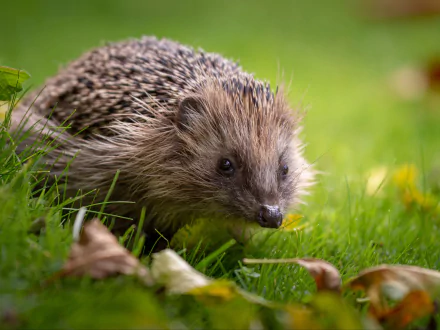 Animal hedgehog HD Desktop Wallpaper | Background Image