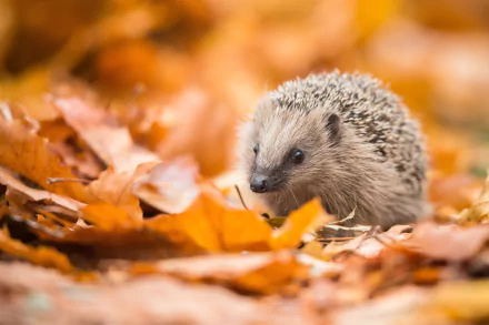 Animal hedgehog HD Desktop Wallpaper | Background Image