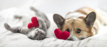 corgi Animal Cat & Dog HD Desktop Wallpaper | Background Image