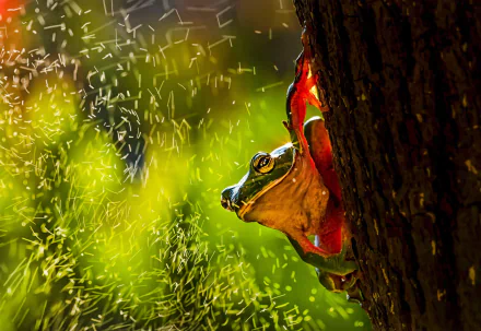 Animal frog HD Desktop Wallpaper | Background Image