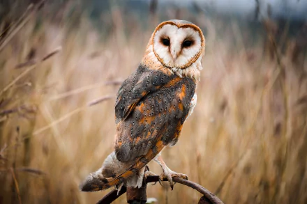 Animal barn owl HD Desktop Wallpaper | Background Image