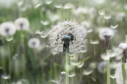 nature dandelion HD Desktop Wallpaper | Background Image