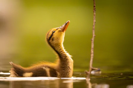 duckling Animal duck HD Desktop Wallpaper | Background Image