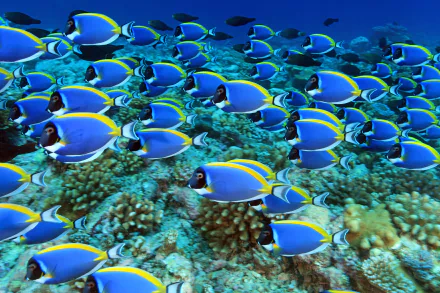 Animal fish HD Desktop Wallpaper | Background Image