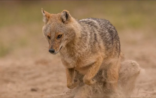 Animal Jackal HD Desktop Wallpaper | Background Image