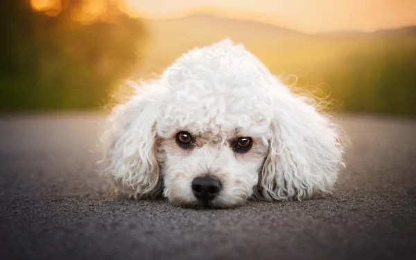 Animal poodle HD Desktop Wallpaper | Background Image