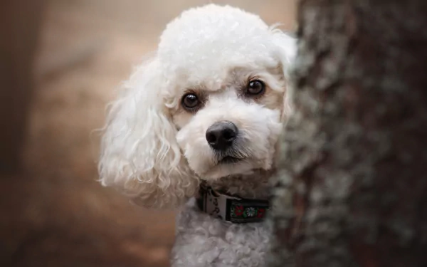 Animal poodle HD Desktop Wallpaper | Background Image