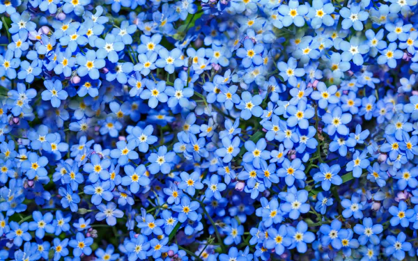 Download Nature Forget-me-not Forget Me Not HD Wallpaper