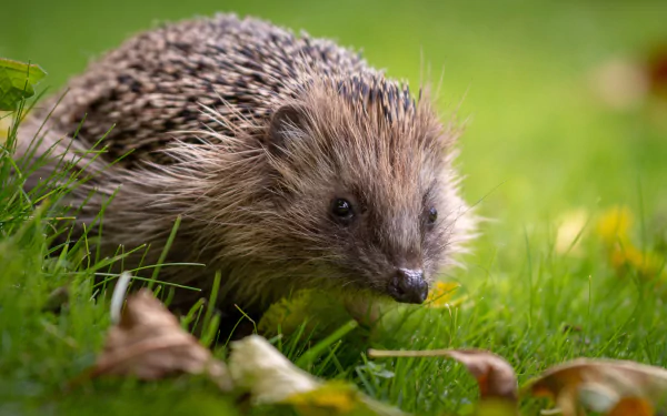 Animal hedgehog HD Desktop Wallpaper | Background Image