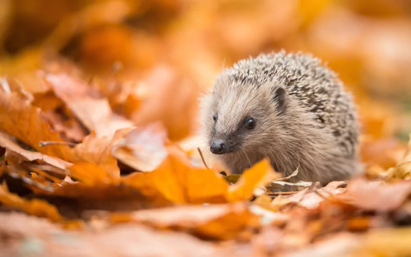 Animal hedgehog HD Desktop Wallpaper | Background Image