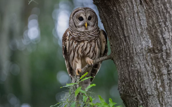 Animal owl HD Desktop Wallpaper | Background Image