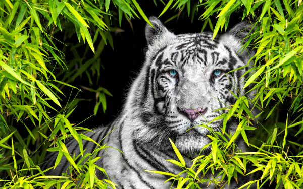 Animal white tiger HD Desktop Wallpaper | Background Image